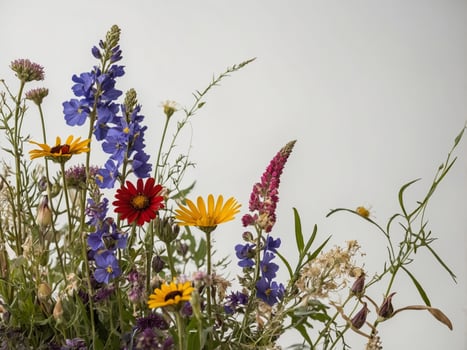 A radiant arrangement of various wildflowers gracefully displayed against a neutral background photo