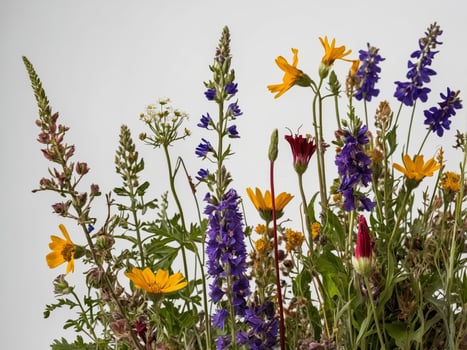 Arrangement of various vividly colored wildflowers against a neutral background photo