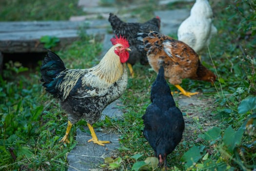 Chicken on green grass in the garden. Village life with domestic birds. photo