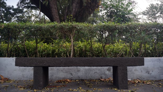 Bench in the park with trees and bushes in the background in the morning. photo