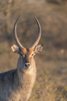 A beautiful male waterbuck looking at the camera. photo