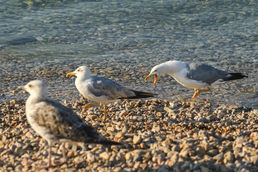 Angry seagull bird at seaside coastline in summer morning photo