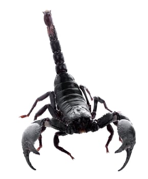 Black scorpions isolated on a white background photo