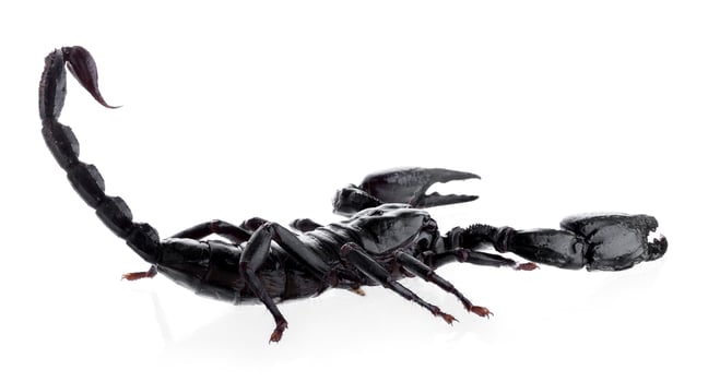 Black scorpions isolated on a white background photo