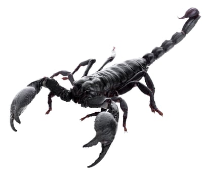 Black scorpions isolated on a white background photo