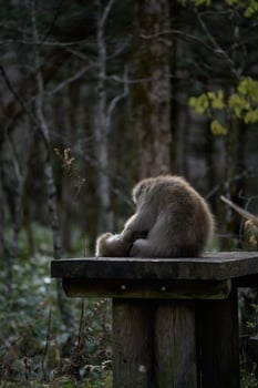 Japanese monkey family in their natural rainforest habitat. Adorable grooming interactions, curious expressions, and funny behavior captured in a charming portrait. photo