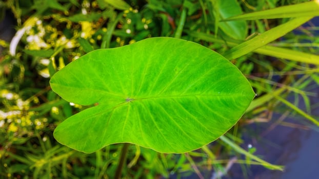 Beautifully Textured Green Taro Leaves in Natural Ligh photo