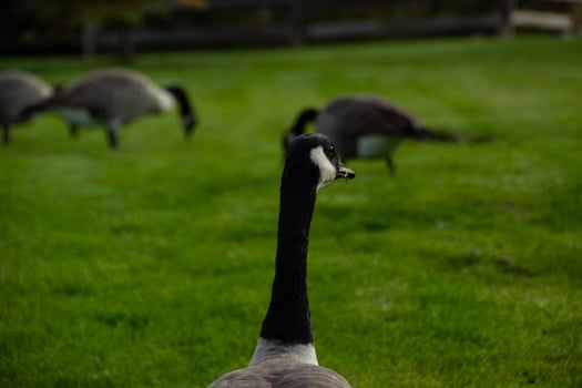 Canada Goose Jasper Canada photo