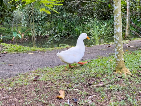 Witness the elegance of ducks as they navigate a quiet forest and a charming canal, showcasing a peaceful and picturesque depiction of nature's wildlife in action photo