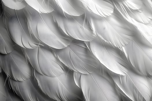 Close-Up of White Feather Texture - Nature, Softness, Minimalist Photography Background photo