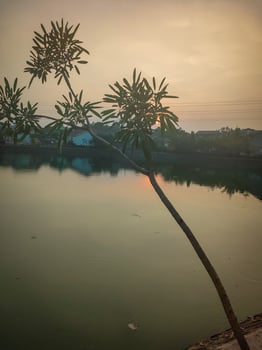 A tree is sitting on the shore of a lake at sunset photo