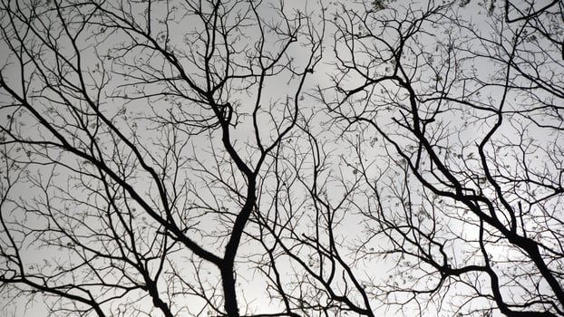 Dead tree branches on a clear sky background. Black and white photo. photo