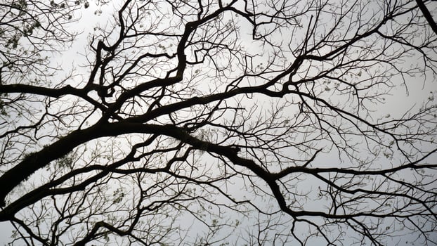 Silhouette of tree branches in autumn on a sky background. photo