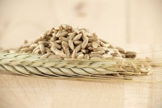 Rye grains and stalks for natural food and agriculture background photo