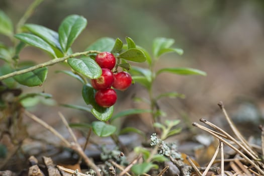 Lingonberry plants with red berries in a forest setting, surrounded by moss and foliage photo
