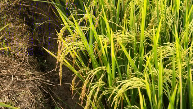 Oryza sativa or rice plant, rice fields that have turned yellow and are ready to be harvested photo