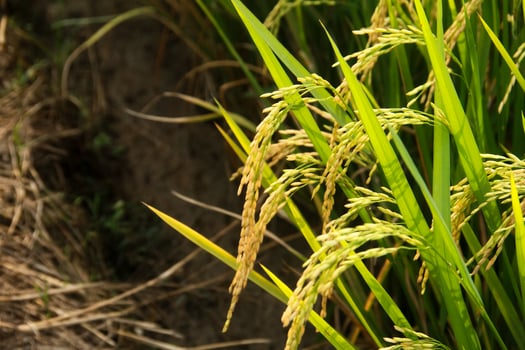 Oryza sativa or rice plant, rice fields that have turned yellow and are ready to be harvested photo