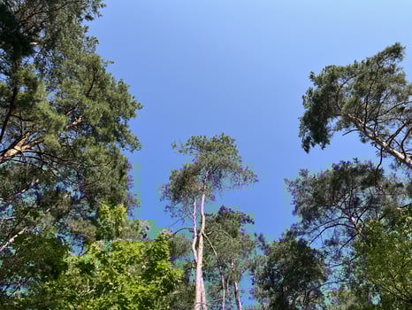 Nature photo background of pine forest against a blue sky. Pine plantation