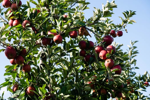 Apple trees in the Old Land near Hamburg the largest contiguous fruit growing area in Europe photo