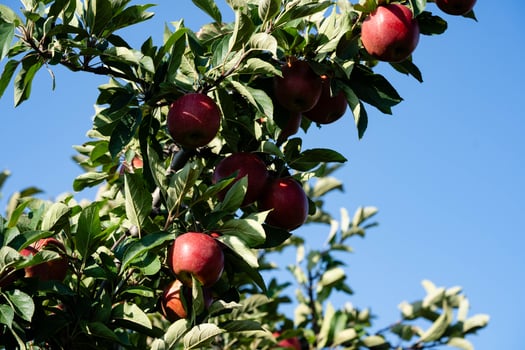 Apple trees in the Old Land near Hamburg the largest contiguous fruit growing area in Europe photo