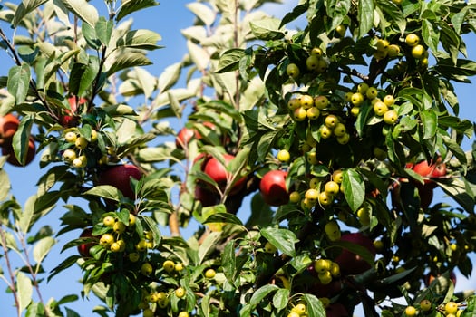 Apple trees in the Old Land near Hamburg the largest contiguous fruit growing area in Europe photo
