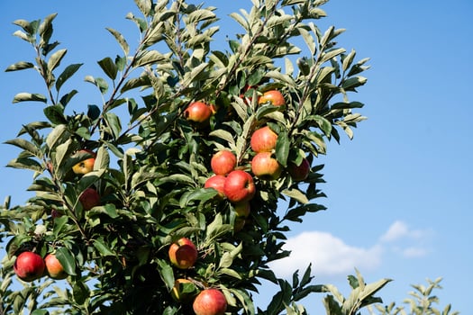 Apple trees in the Old Land near Hamburg the largest contiguous fruit growing area in Europe photo