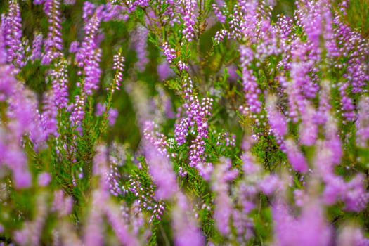 Closeup shot of purple heather Calluna vulgaris in bloom photo