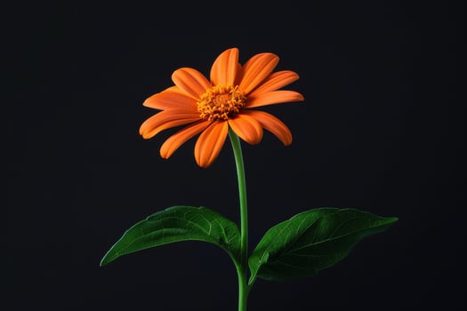Bright orange flower with green leaves against a black background illuminated in a studio setting photo