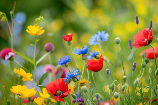 Colorful wildflower meadow blooming in spring under bright sunlight photo