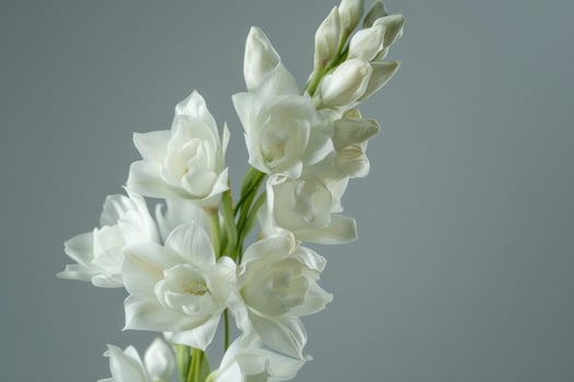 White gladiolus flowers in full bloom against a soft gray background photo