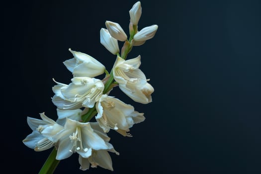 Elegant white flowers with delicate petals against a dark background enhancing their beauty photo