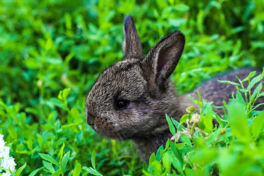 two little fluffy bunny in the green grass. Young rabbits in a meadow photo