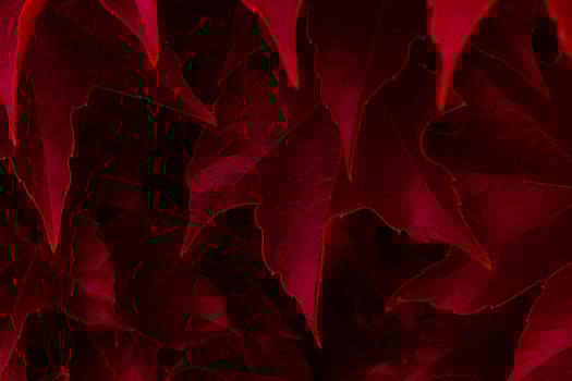 red ivy leaves close up. texture and background for designers. photo