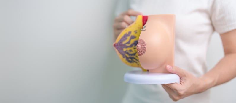Woman holding Breast Anatomy model. Breast Augmentation Surgery, October Breast Cancer Awareness month, Pregnant, Diagnosis, Beauty woman enlargement and medical concept photo