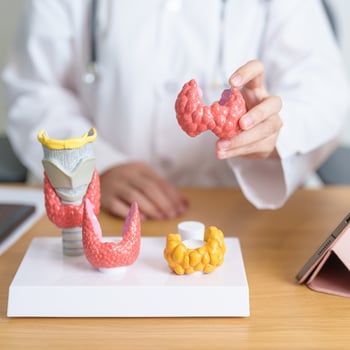 Doctor with human Thyroid anatomy model and tablet. Hyperthyroidism, Hypothyroidism, Hashimoto Thyroiditis, Thyroid Tumor and Cancer, Postpartum, Papillary Carcinoma and Health concept photo