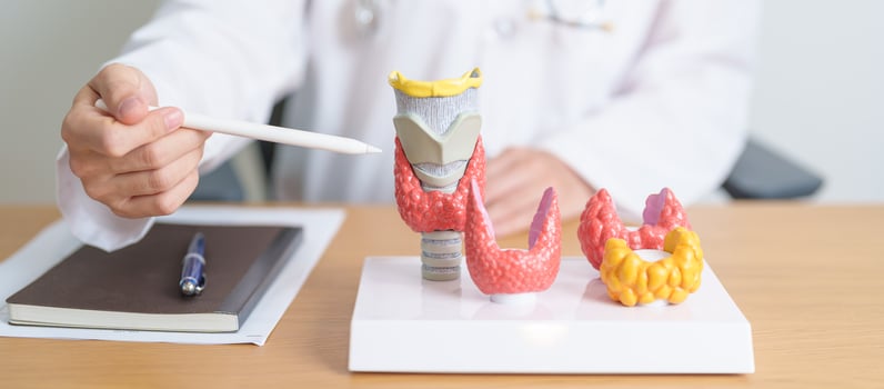 Doctor with human Thyroid anatomy model. Hyperthyroidism, Hypothyroidism, Hashimoto Thyroiditis, Thyroid Tumor and Cancer, Postpartum, Papillary Carcinoma and Health concept photo