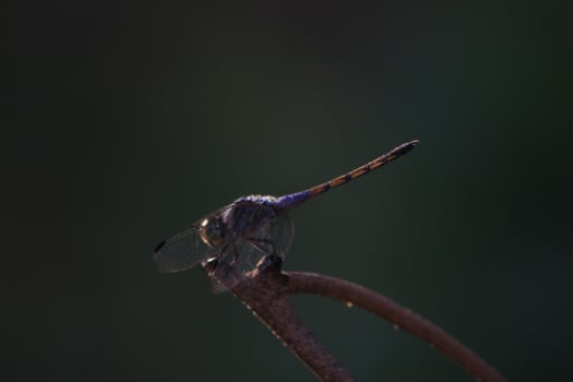 A dragonfly on a branch photo