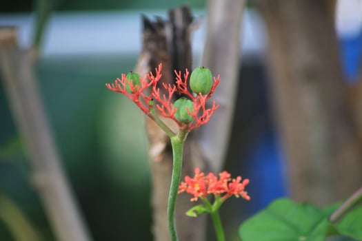 A red flower with green stems photo