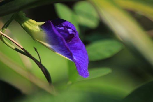 A purple flower is growing on a plant photo
