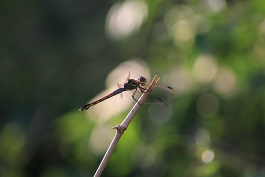 A dragonfly sits on a stick in the sun photo