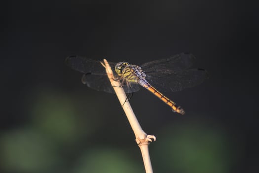 A dragonfly is perched on a stick photo