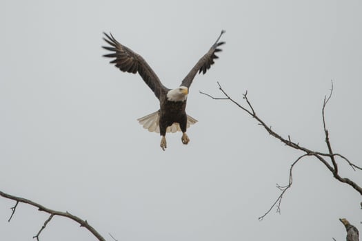 Eagle's Ascent Unfurling Wings to the Infinite Sky photo