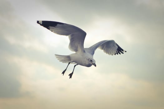Snowy Wings Descend A White Sea Bird Takes Flight photo