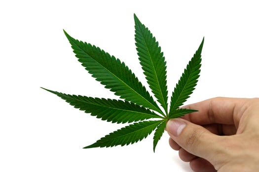 Hand holding a green fresh cannabis leaves on white isolated background. Marijuana leaf and beautiful texture, Studio Shot, Close up. photo