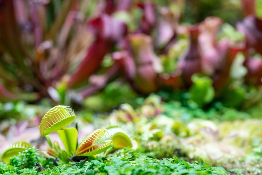 carnivorous predatory plant Venus flytrap - Dionaea muscipula. photo