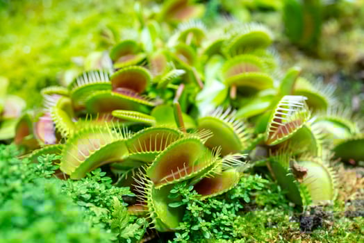carnivorous predatory plant Venus flytrap - Dionaea muscipula. photo