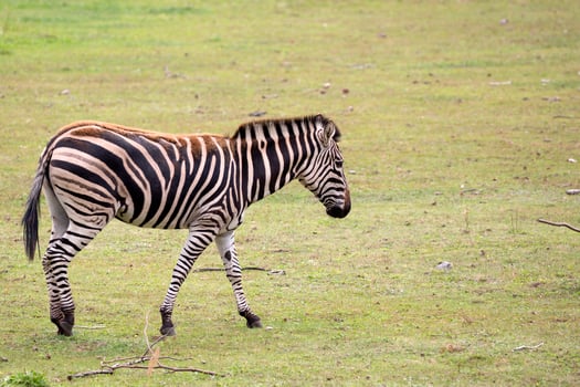 Zebra in the run photo