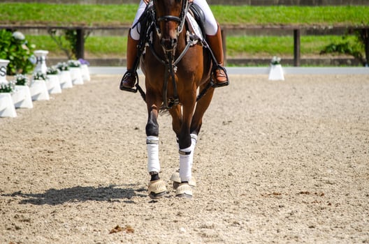 view of a horse's legs at a horseball game photo