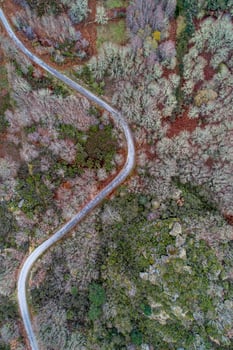 drone photo of a deciduous mountain forest and a winding road
