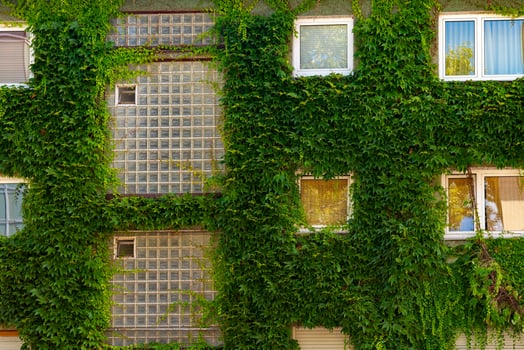 building covered in ivy and vines photo